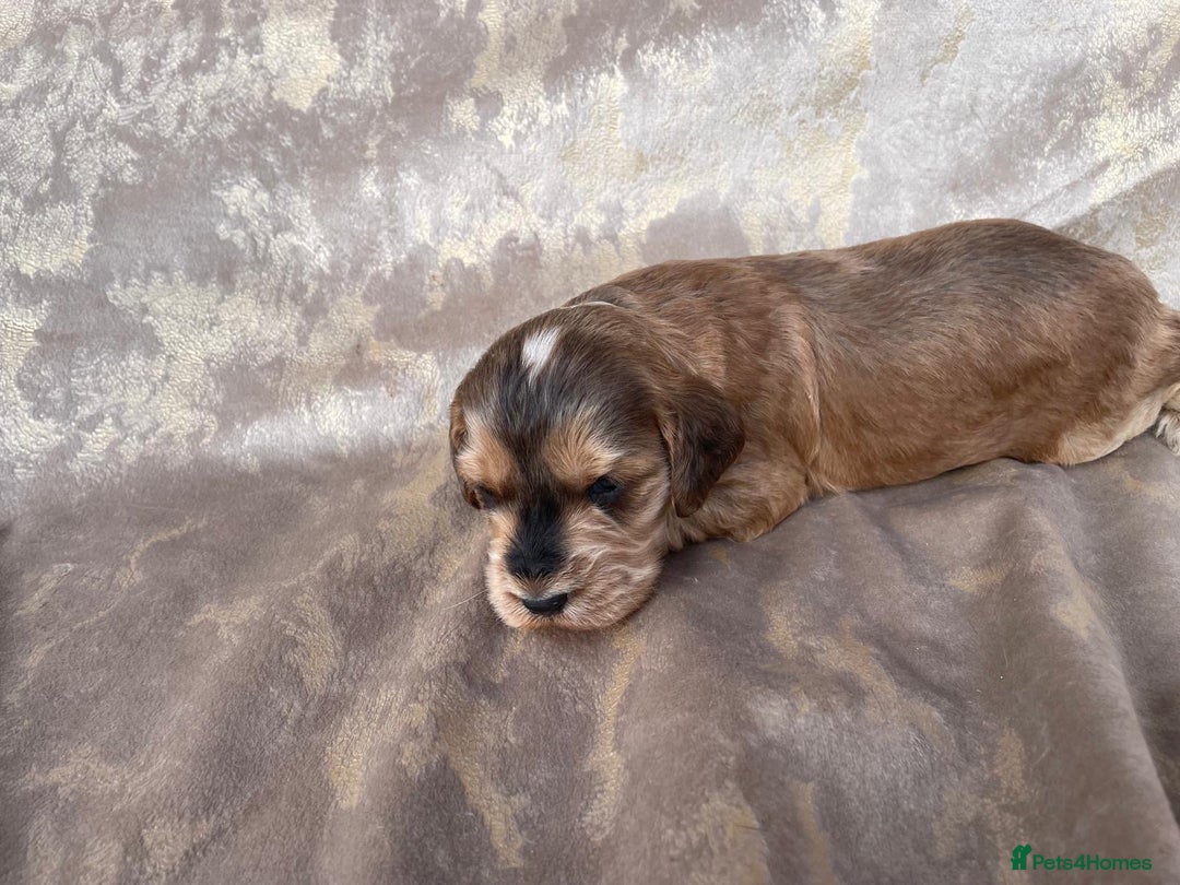 Cockapoo dogs for sale: Cockapoo puppies for sale  - Image 3