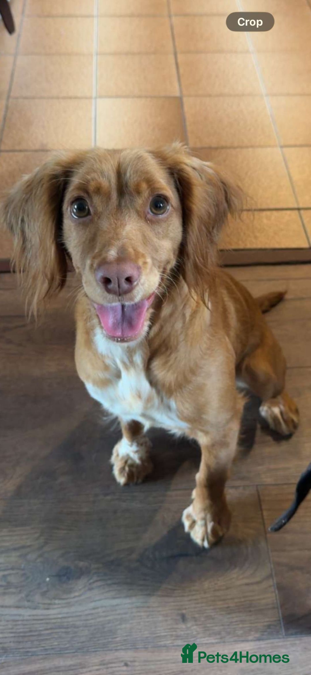 Cockapoo dogs for sale: Fox Red cockapoos for sale  - Advert 10