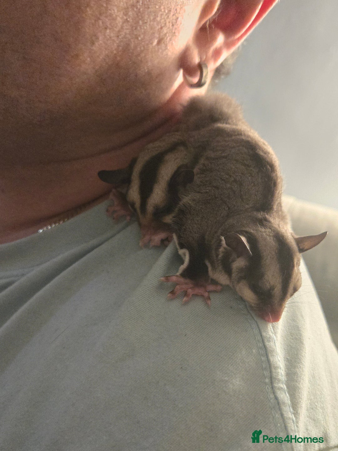 Sugar Glider rodents for sale: Sugar gliders - Advert 2