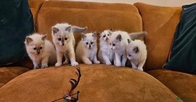 Ragdoll cats - Advert 5