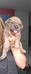 Cane Corso Puppy 9