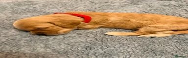 Cavapoo 1