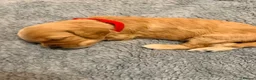 Cavapoo dogs for sale: Beautiful Cavapoo puppies  - Advert 7
