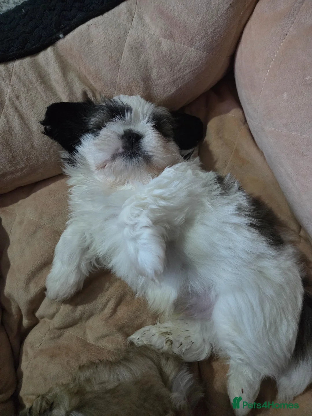 Shih Tzu dogs for sale: 4 Beautiful Shih-Tzu puppies for sale in Mansfield - Advert 2