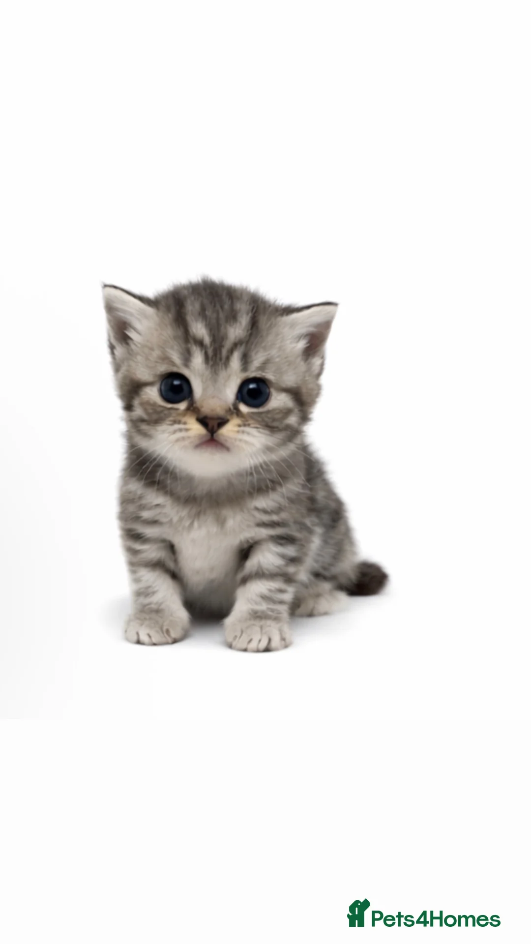 British Shorthair cats for sale: GCCF Bi-colour BSH kittens - Advert 2