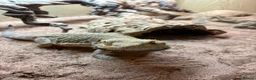 Bearded Dragon reptiles for sale: Rio bearded dragon  in Christchurch - Advert 3