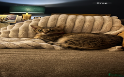 Savannah cats for sale: My beautiful f2 savannah cat is for sale  - Image 3