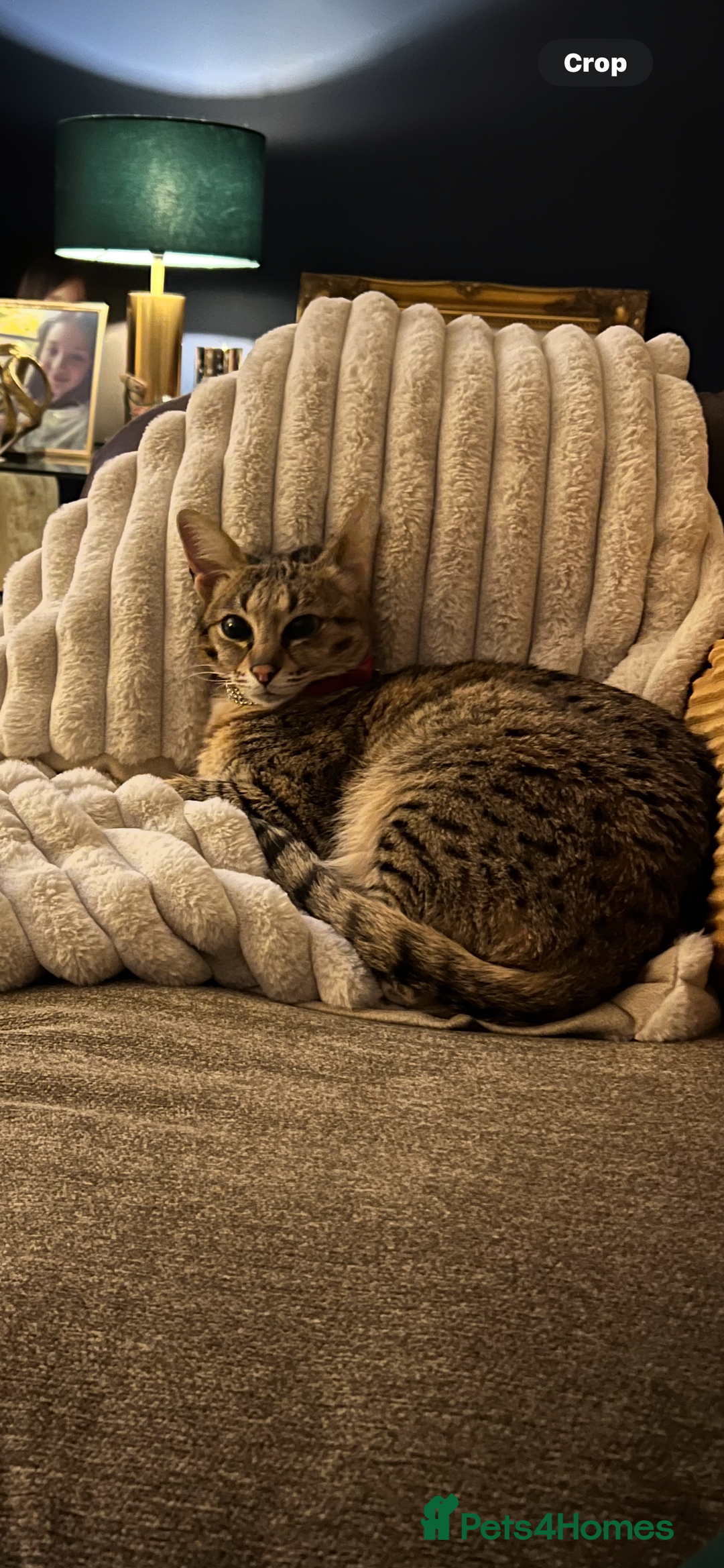 Savannah cats for sale: My beautiful f2 savannah cat is for sale  - Image 3