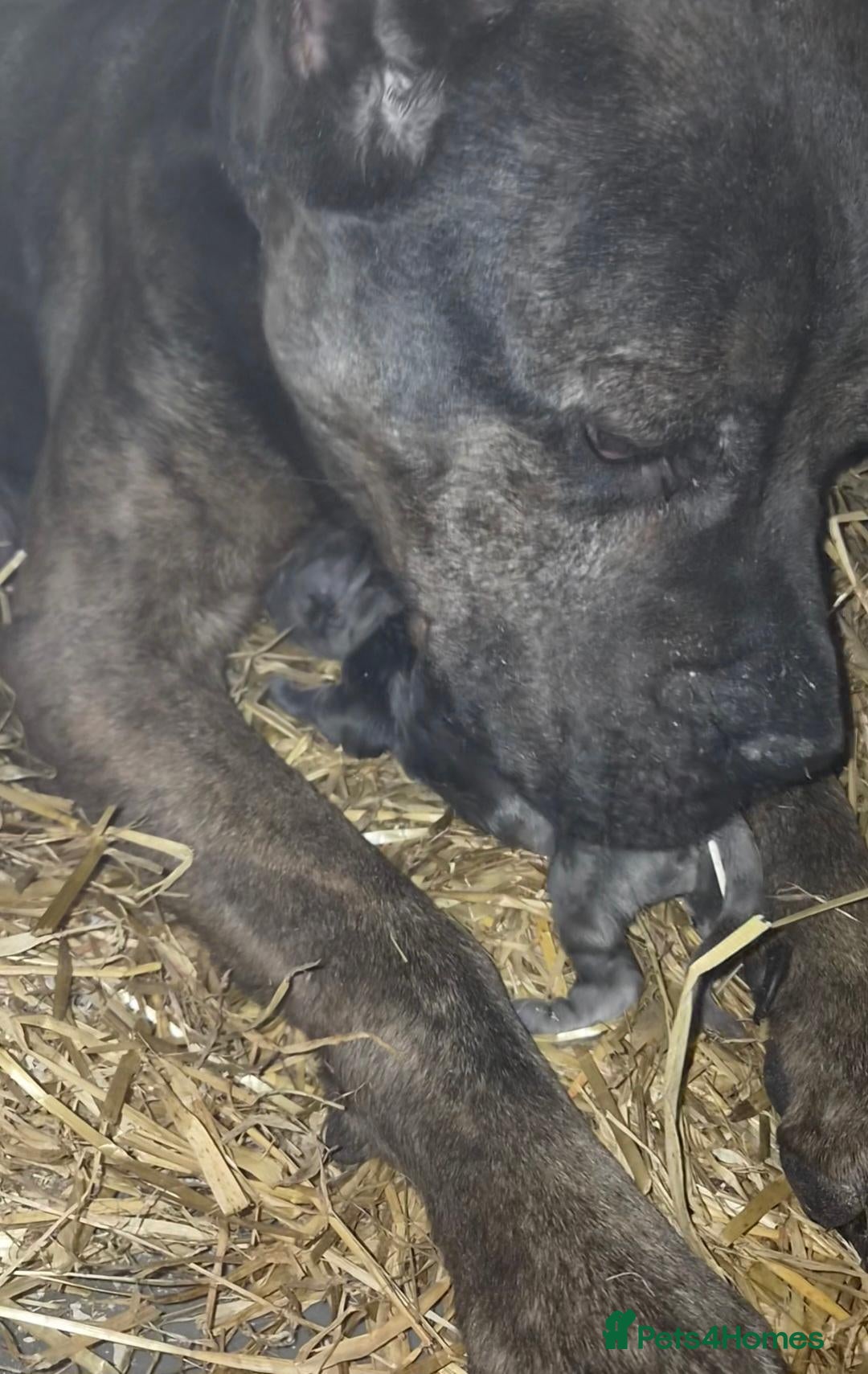 Mixed Breed dogs Presa Canario/Cane Corso/Mixed Mastiff - Advert 2