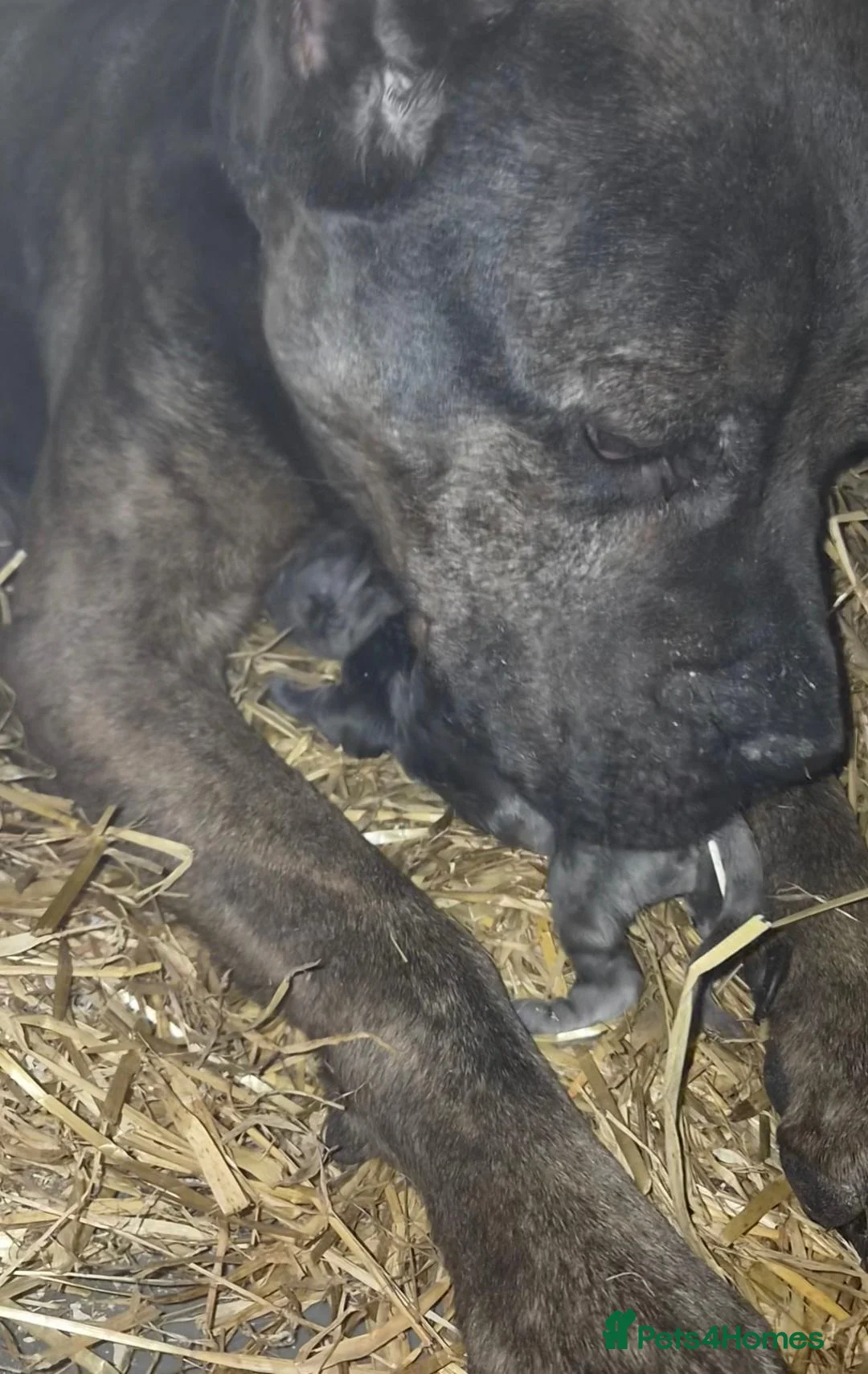 Mixed Breed dogs for sale: Presa Canario/Cane Corso/Mixed Mastiff - Advert 2