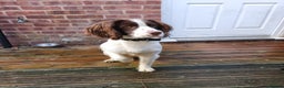 English Springer Spaniel dogs for sale: English springer spaniel  - Advert 3