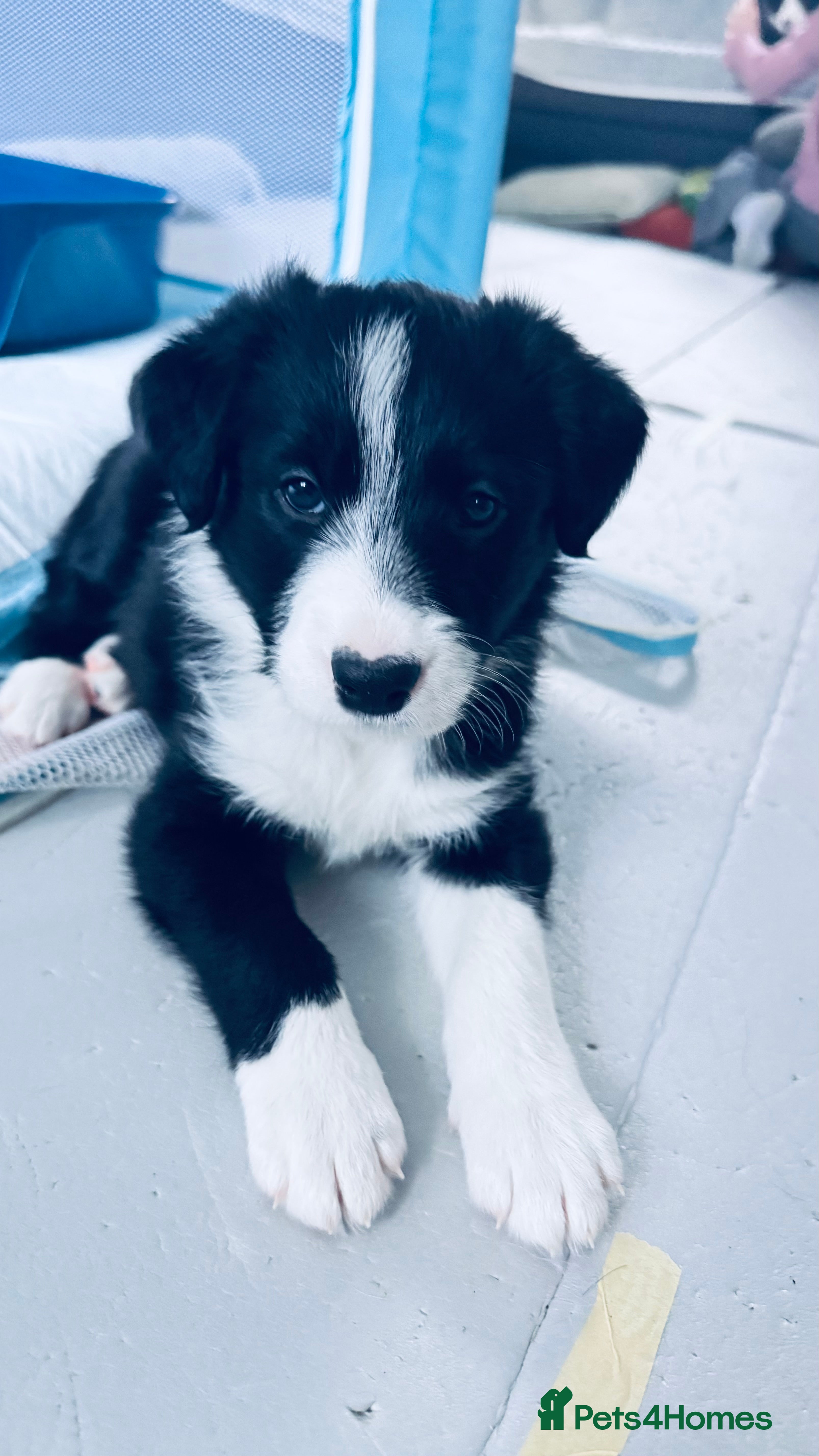 Border Collie dogs Border collie puppies - Advert 6