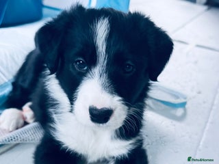 Border Collie dogs Border collie puppies - Advert 5