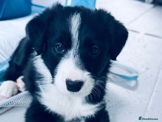 Border Collie dogs Border collie puppies - Advert 21