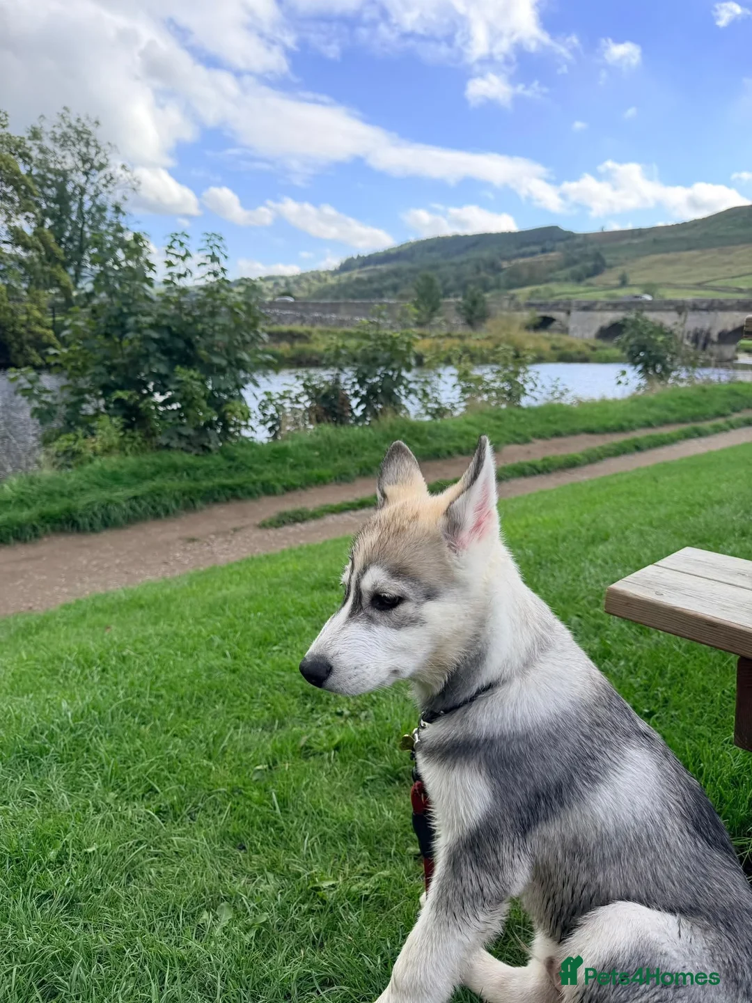 Siberian Husky dogs for sale: Male grey/white Husky puppy for sale - Advert 2