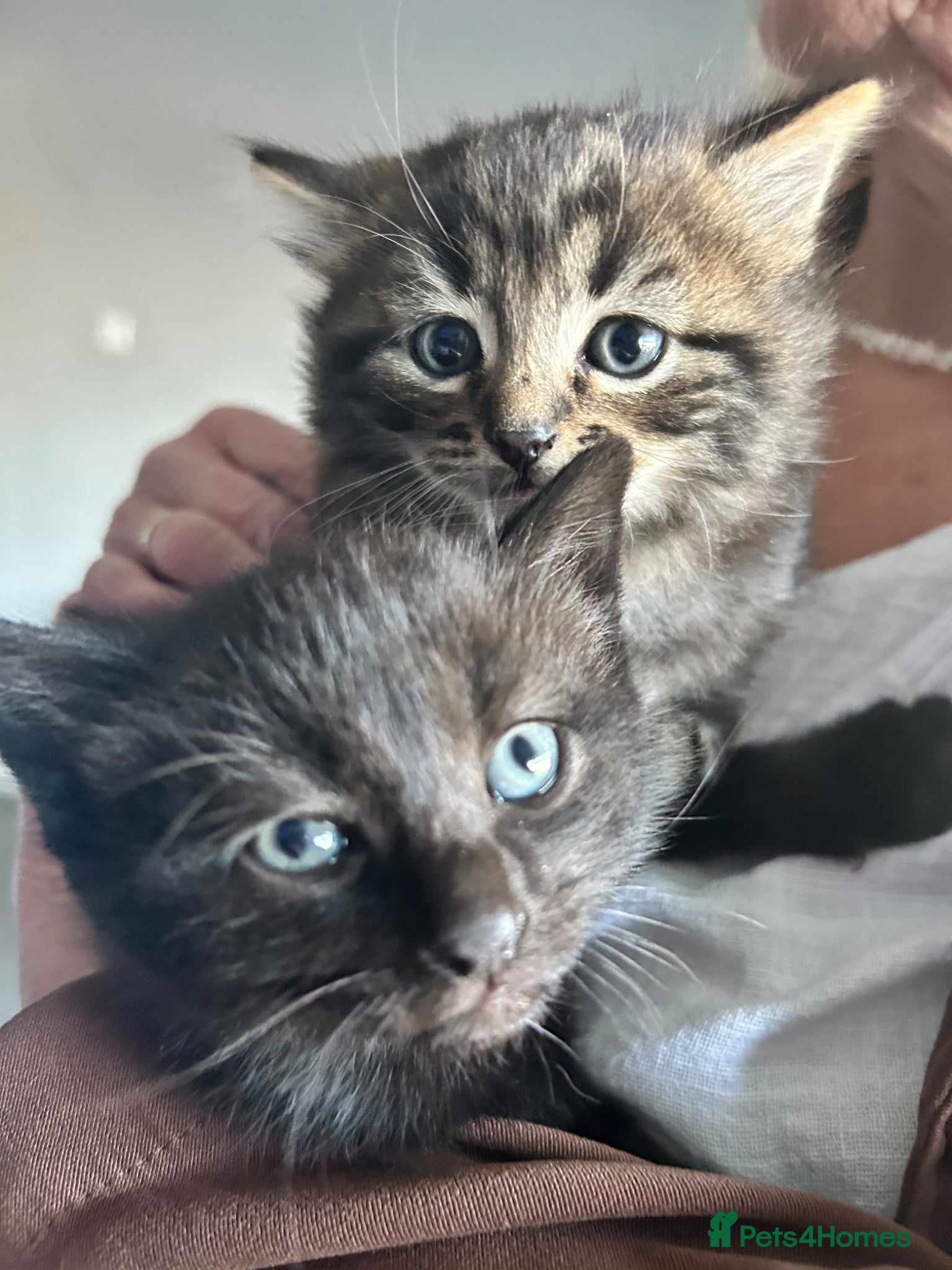 British Longhair cats Two female kittens  - Advert 13