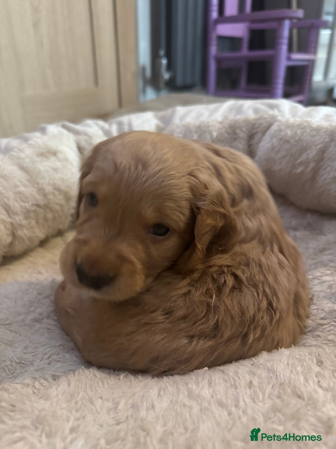 Mixed Breed dogs for sale: Show Cocker X Miniature dachshund Puppies - Image 12