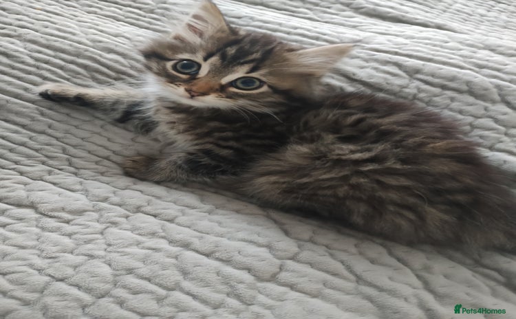 Mixed Breed cats - Advert 5