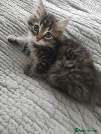 Mixed Breed cats - Advert 5