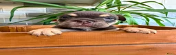 English Bulldog dogs for sale: Fabulous colours healthy bulldog puppies  - Advert 8