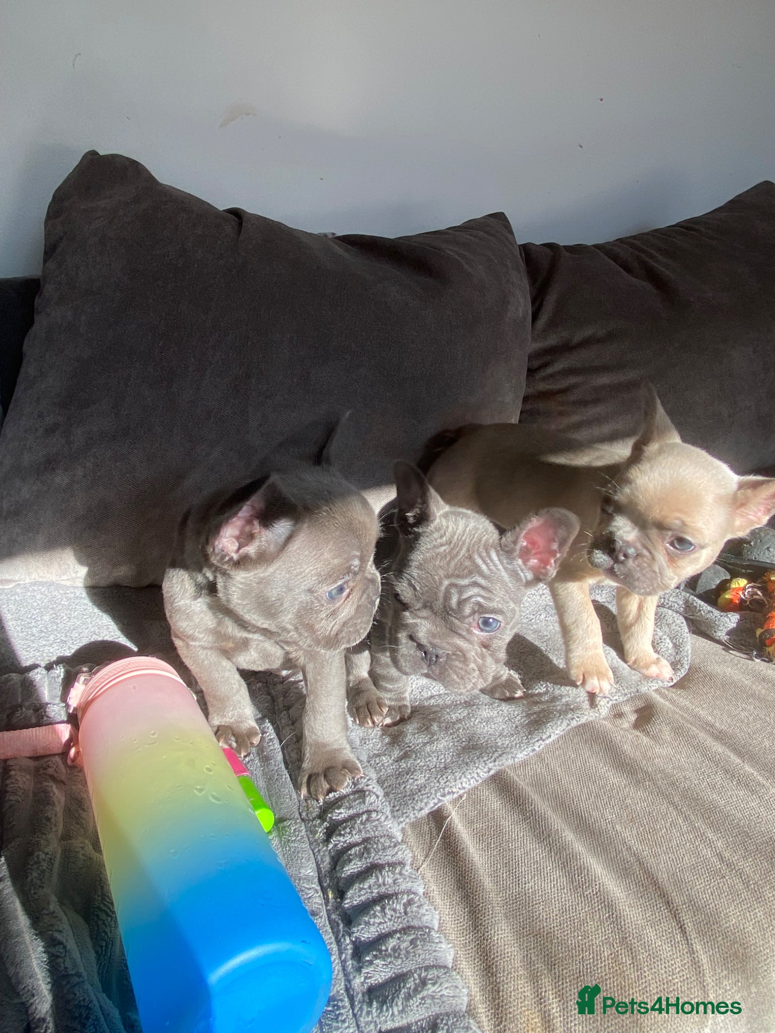 French Bulldog dogs champion french bulldog pups - Advert 1