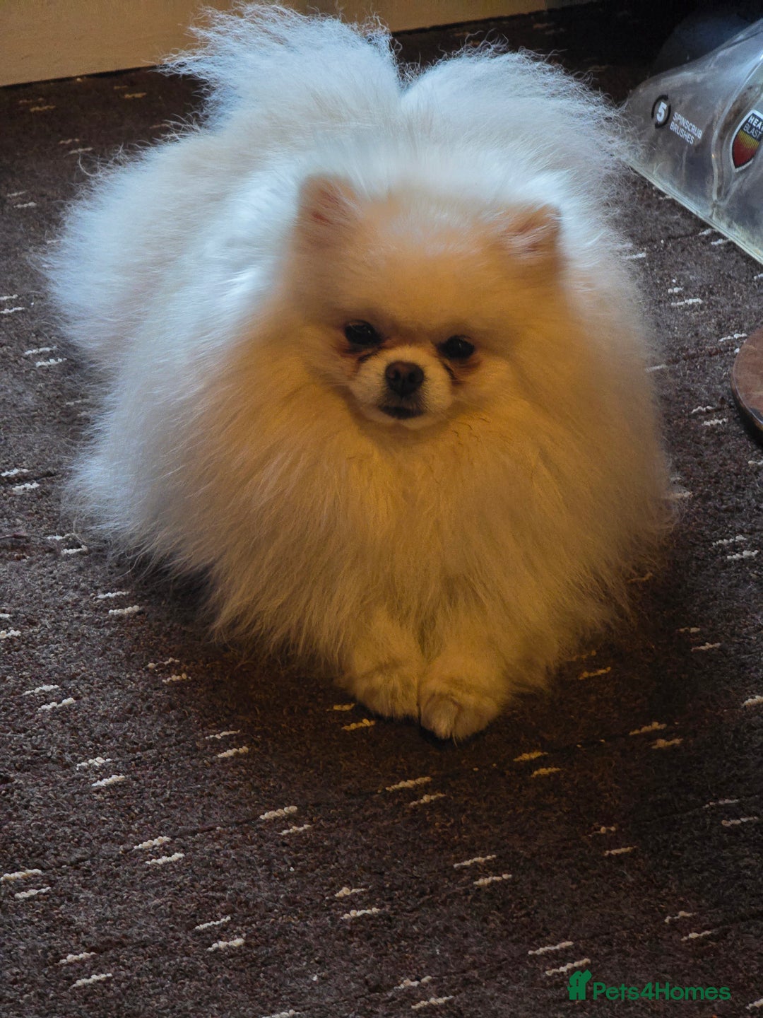 Pomeranian dogs for stud: BEAUTIFUL KC REG.KOREAN POM.BOY OPEN FOR STUD💙 in Bolton - Advert 20
