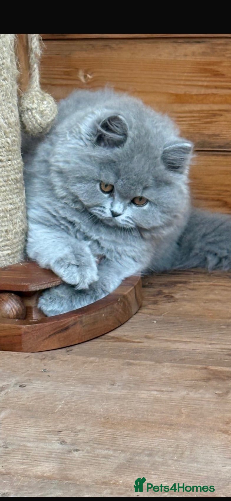British Shorthair cats 5 Stunning BSH Blue and Lilac Kittens - Advert 1