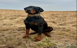 Dobermann dogs for sale: European Doberman puppies - Image 14