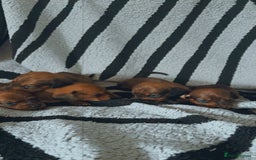 Dachshund dogs for sale: Sausage dogs  - Image 5