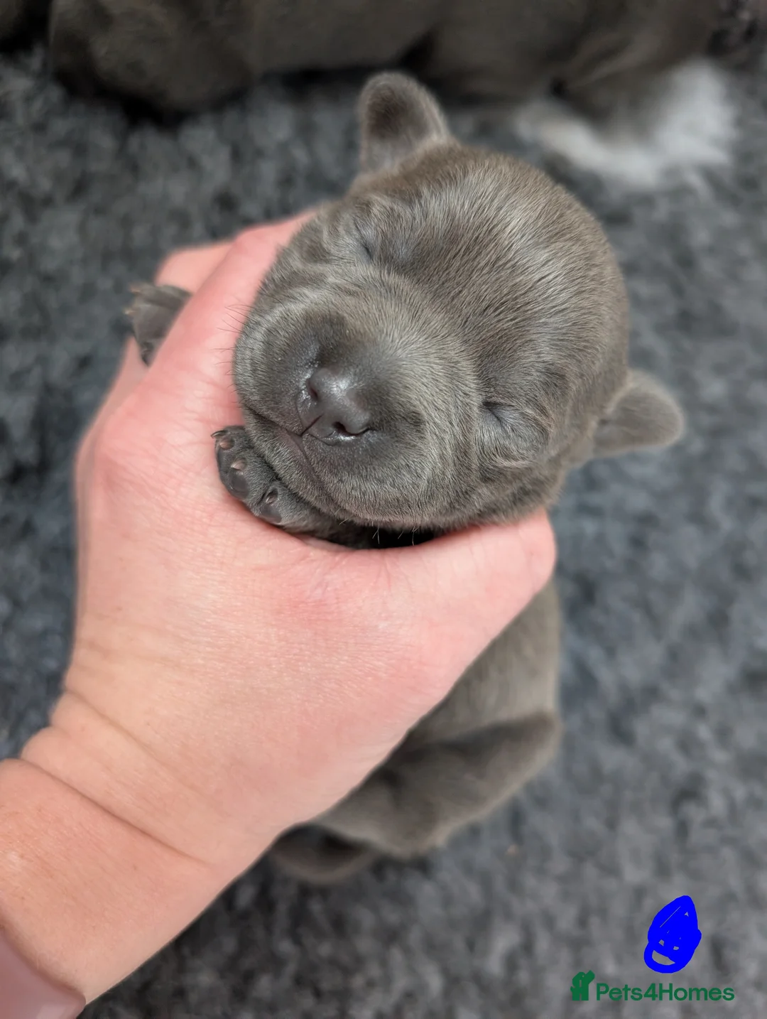 Staffordshire Bull Terrier dogs for sale: King Fury KCreg excellent pedigree blue/black pups - Advert 35