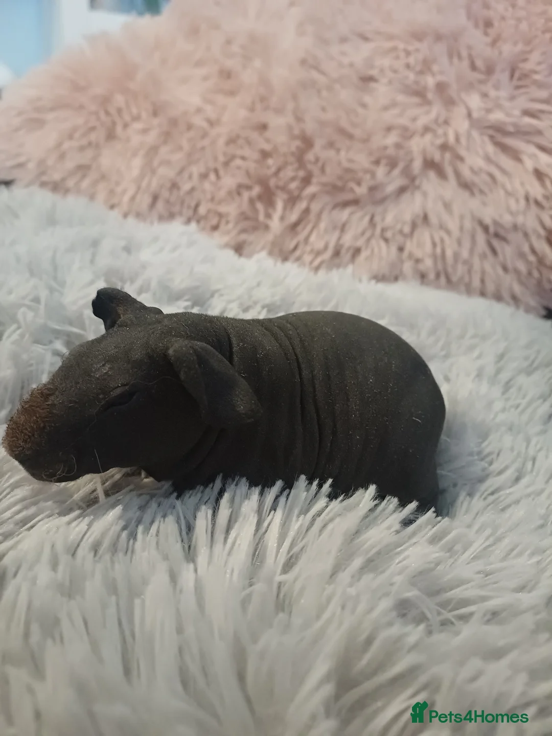 Guinea Pig rodents for sale: Skinny/wolfies? Swiss and teddys - Advert 4