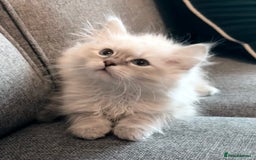 Siberian cats for sale: Stunning Siberian Kitten -Hypoallergenic  - Image 2