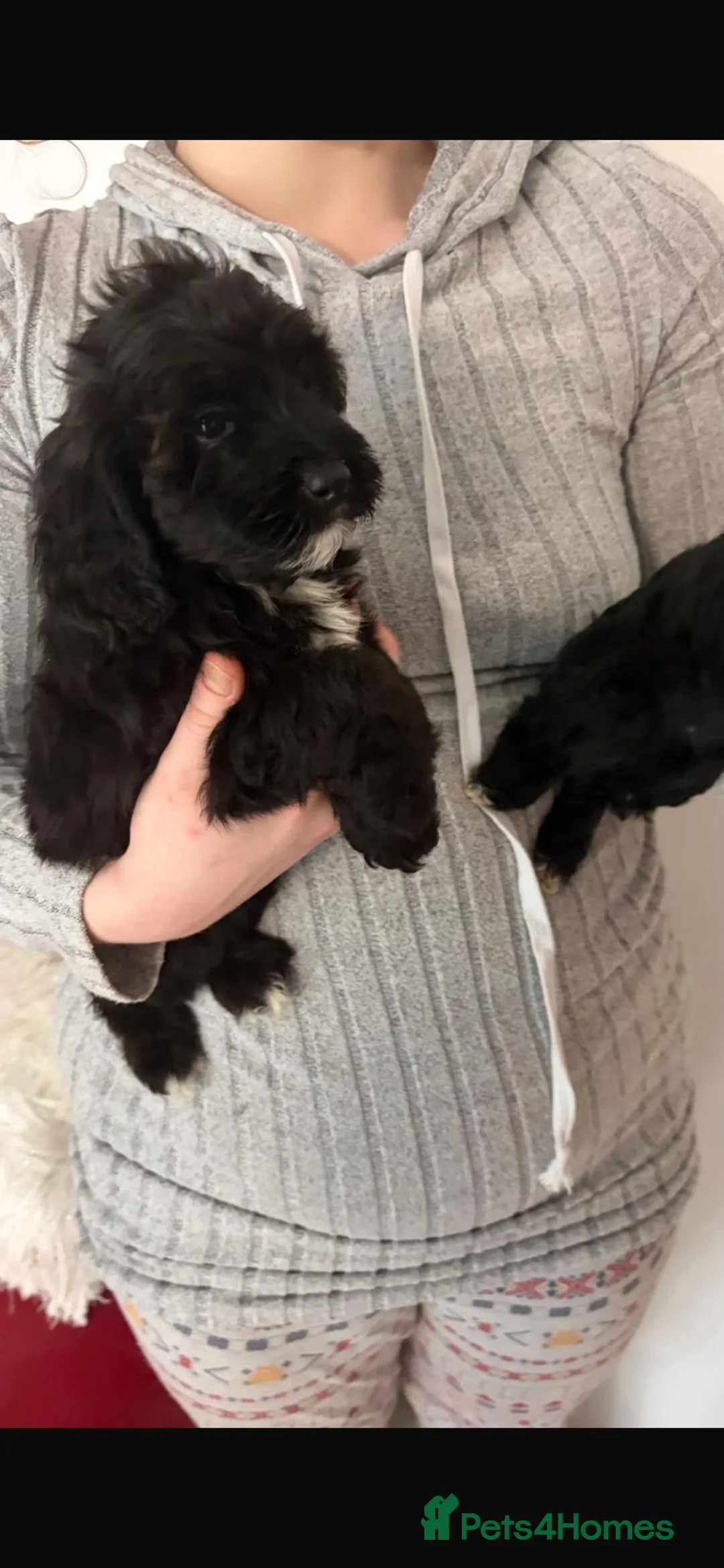 Shihpoo dogs for sale: Toy Shihpoo Mix Litter - Advert 4