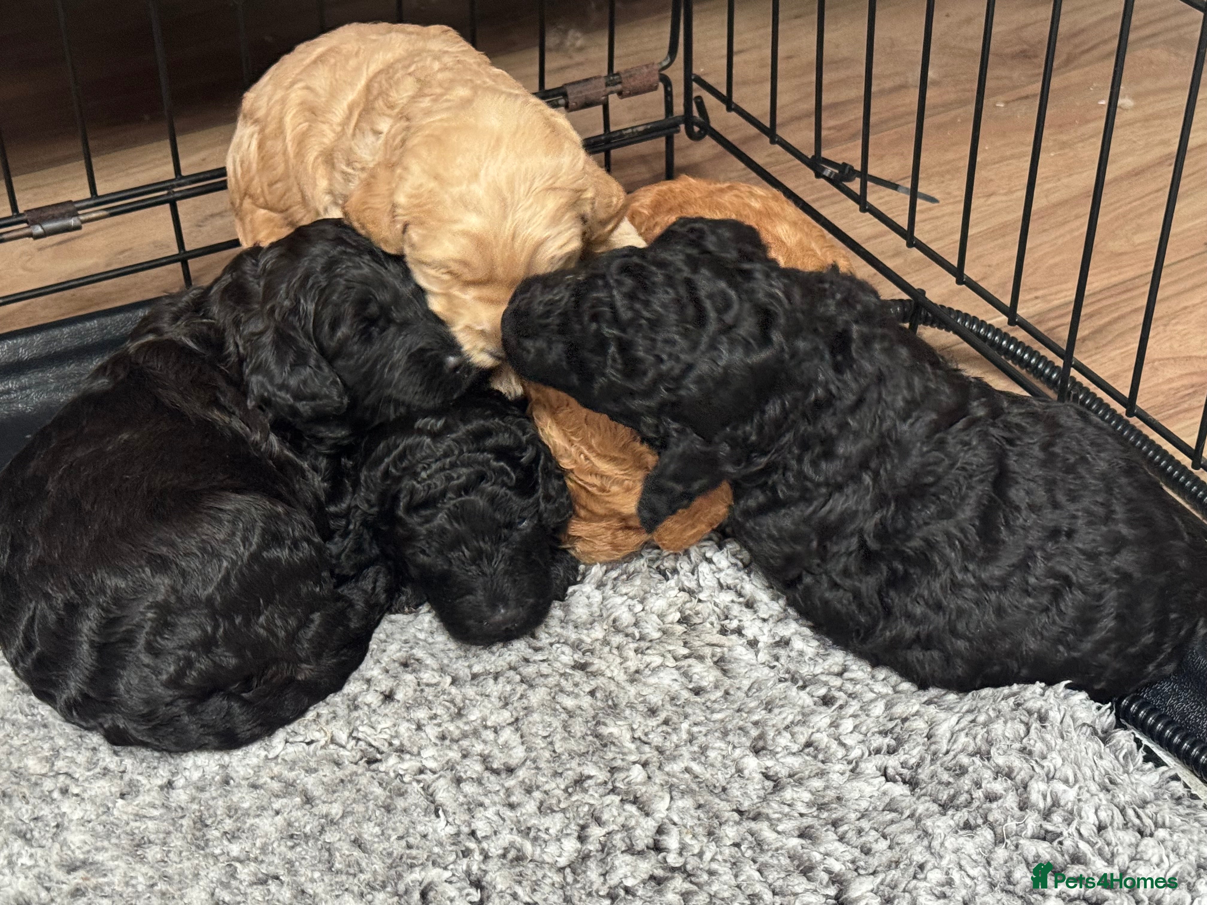 Australian Labradoodle dogs Annie's Australian Labradoodle Puppies are here! - Advert 1