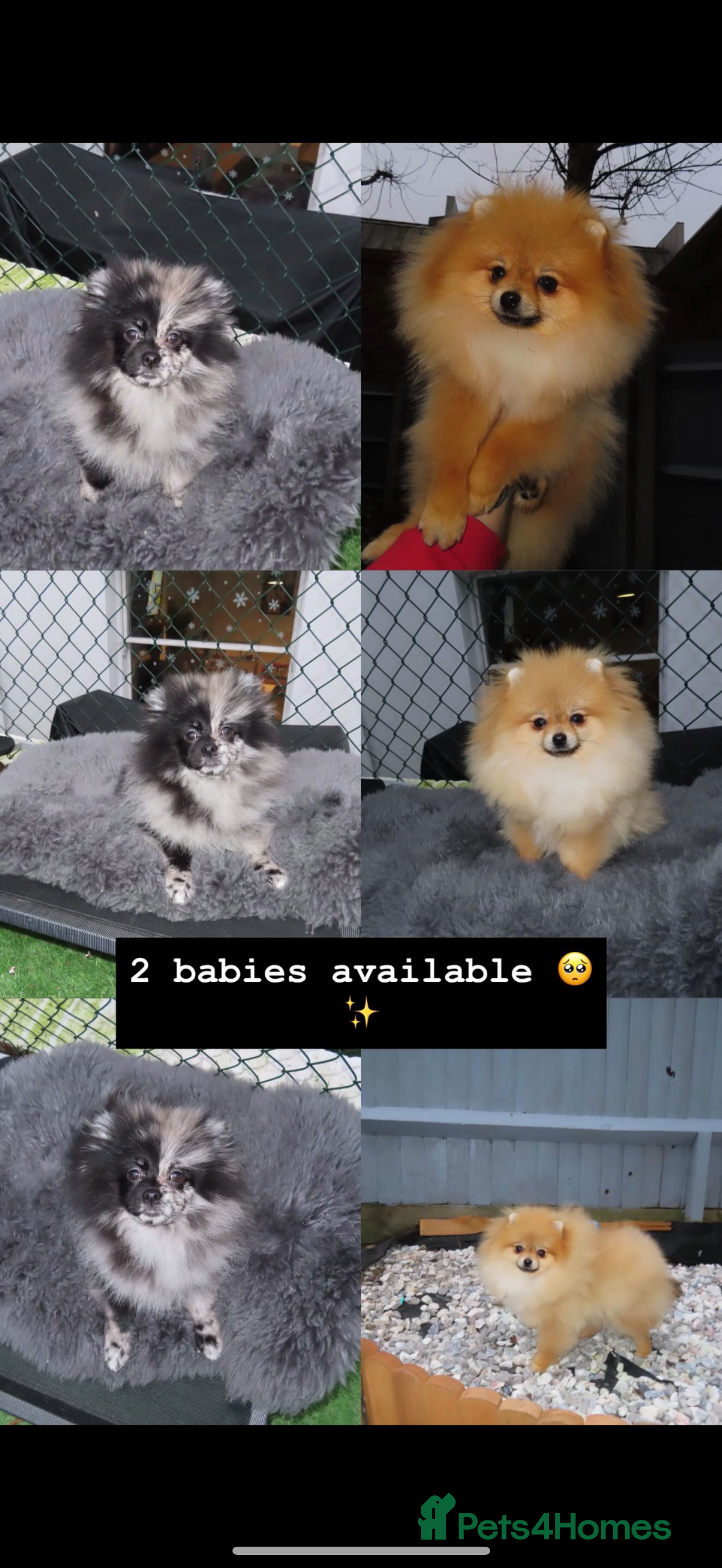 Pomeranian dogs STUNNING MERLE & mini orange girl  - Advert 2