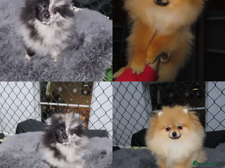 Pomeranian dogs STUNNING MERLE & mini orange girl - Advert 2