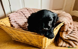 Cocker Spaniel dogs for sale:  (LAST 1) 2beautiful cocker spaniels left out of 7 - Image 7