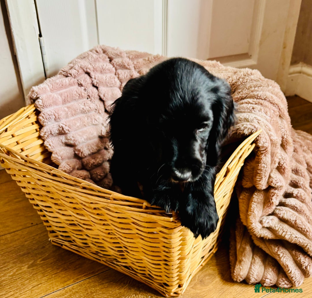 Cocker Spaniel dogs for sale:  (LAST 1) 2beautiful cocker spaniels left out of 7 - Image 7