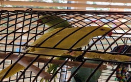 Parakeets birds for sale: Indian Female RingNeck Parakeet - Image 2