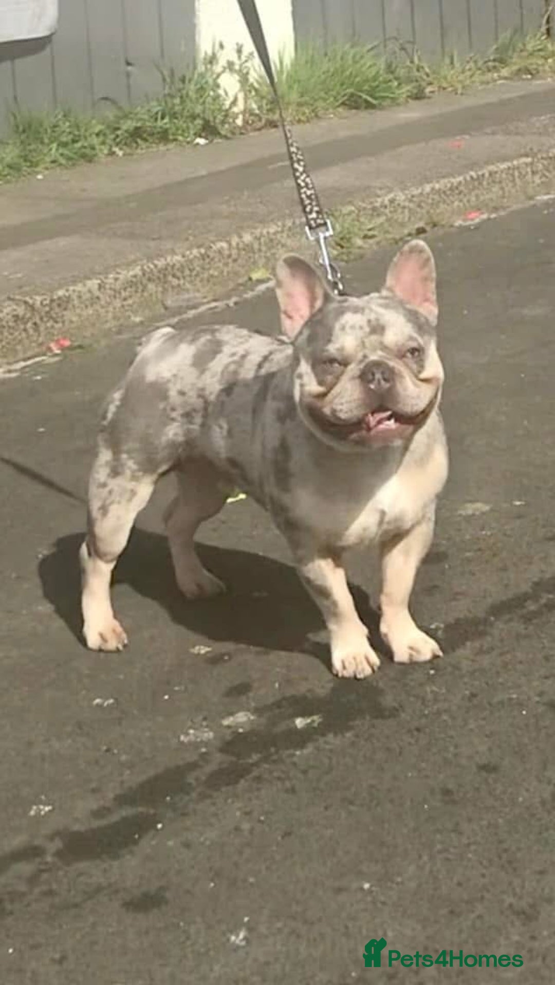 French Bulldog dogs for stud: Lilac and tan Merle new shade maker  - Advert 7