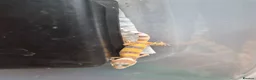Leopard Gecko reptiles for sale: Leopard gecko  in York - Advert 3