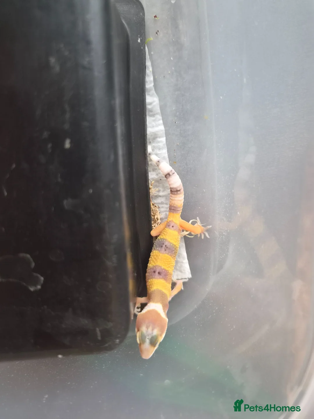 Leopard Gecko reptiles for sale: Leopard gecko  in York - Advert 3