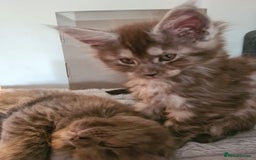 Maine Coon cats for sale: Maine Coon kittens  - Image 14