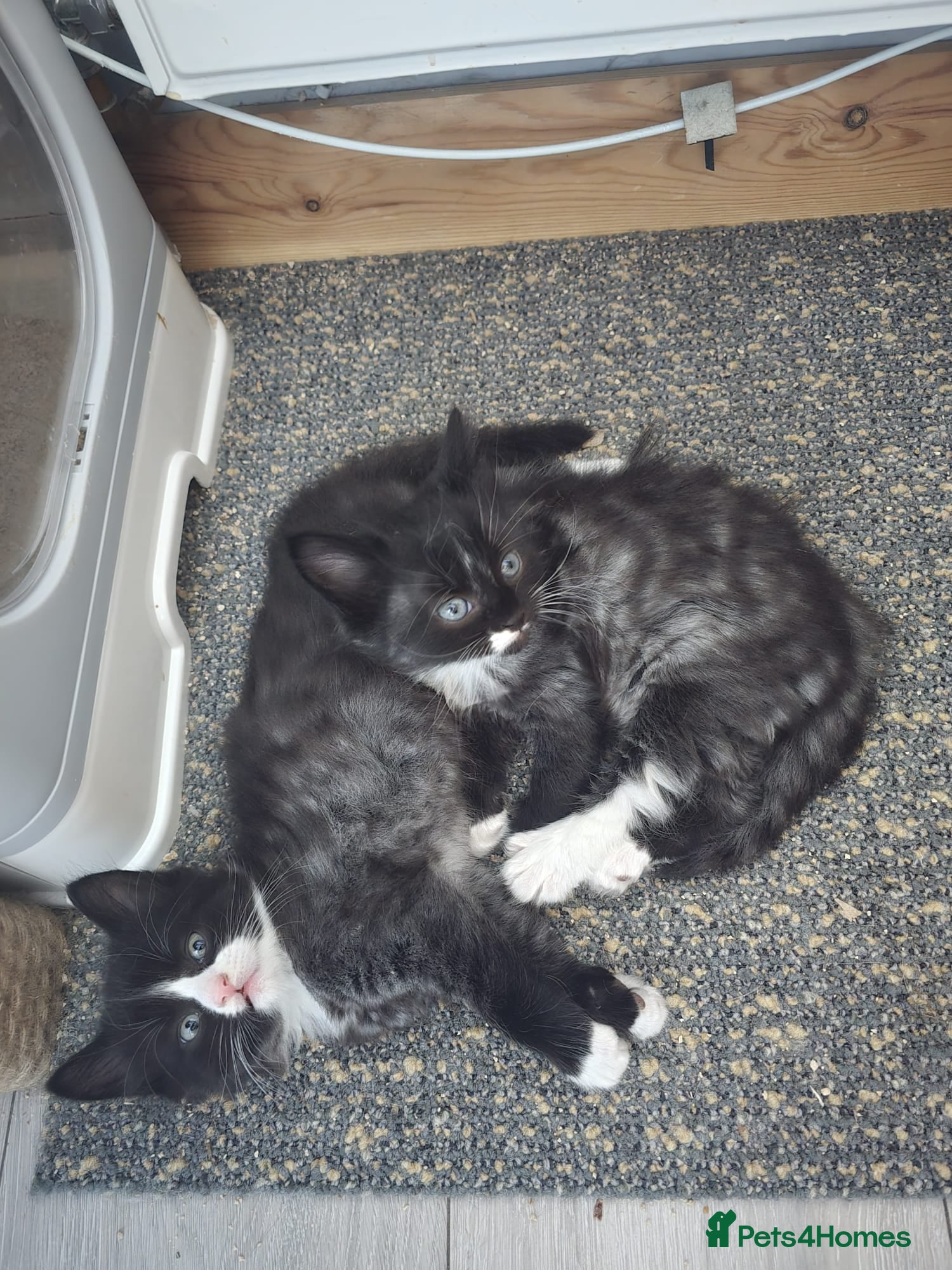 Mixed Breed cats Raised With Love – Gorgeous Kittens - Advert 1