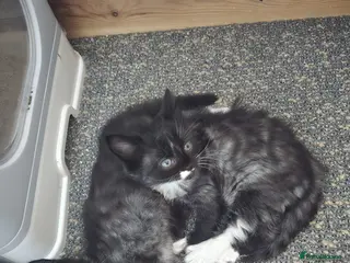 Mixed Breed cats Raised With Love – Gorgeous Kittens - Advert 1