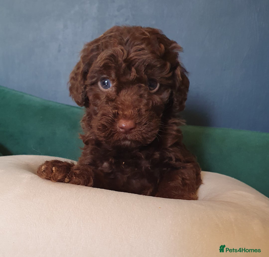 Miniature Poodle dogs for sale: Miniature poodle  - Advert 17