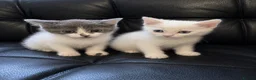 Ragdoll cats for sale: Ragdoll X domestic shorthair  - Advert 2
