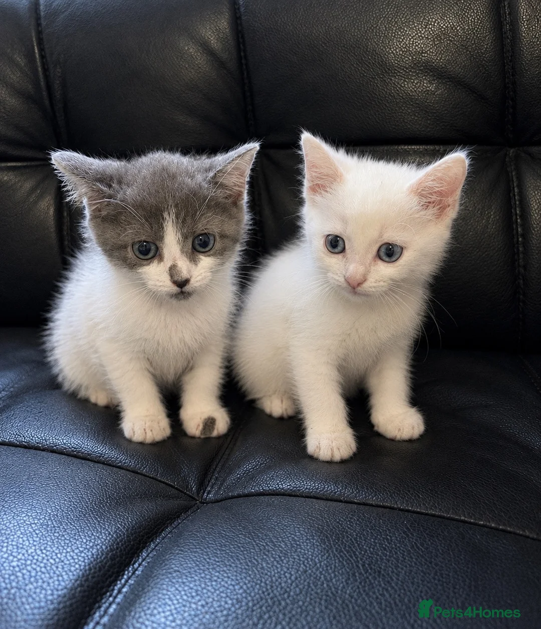 Ragdoll cats for sale: Ragdoll X domestic shorthair  - Advert 2