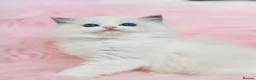 Ragdoll cats for sale: Beautiful with amazing eyes girl - Advert 11