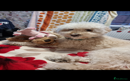 Poodle dogs for sale: Dog Bubu - Image 2